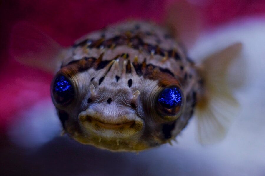 Photo Puffer